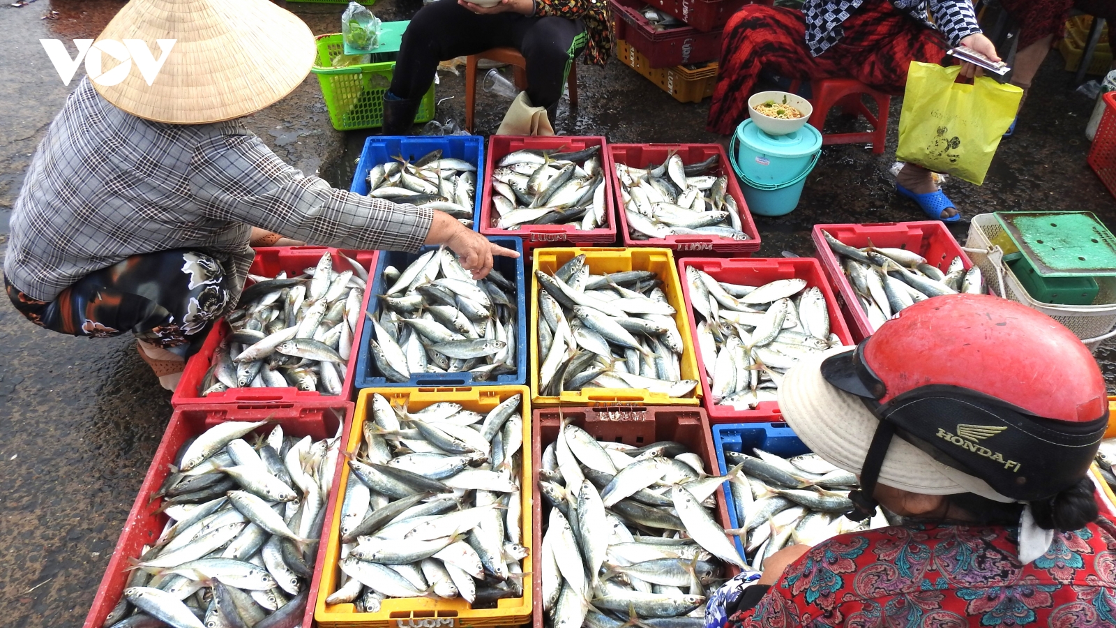 Ngư dân Lâm Đồng vào vụ khai thác cá Nam